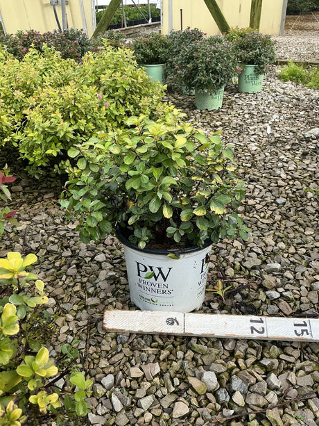 Glow Girl Spirea shrub in a Proven Winners #1 container displayed at a garden nursery on a gravel surface.