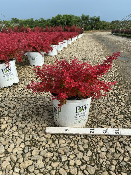 Sunjoy Fast Neo Barberry shrub with vivid red foliage in a Proven Winners #3 container at a nursery.