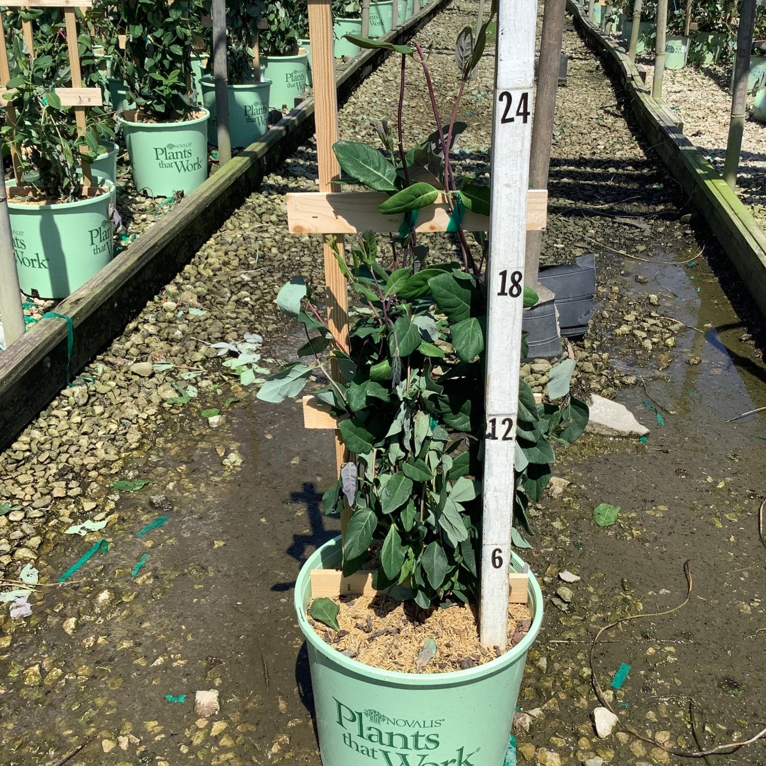 Peaches and Cream Honeysuckle Vine in a #3 container with a wooden trellis and measurement pole in a nursery greenhouse.