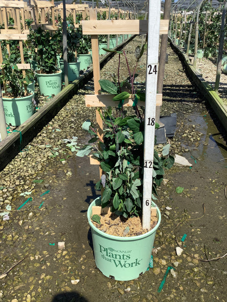 Peaches and Cream Honeysuckle Vine in a #3 container with a wooden trellis and measurement pole in a nursery greenhouse.