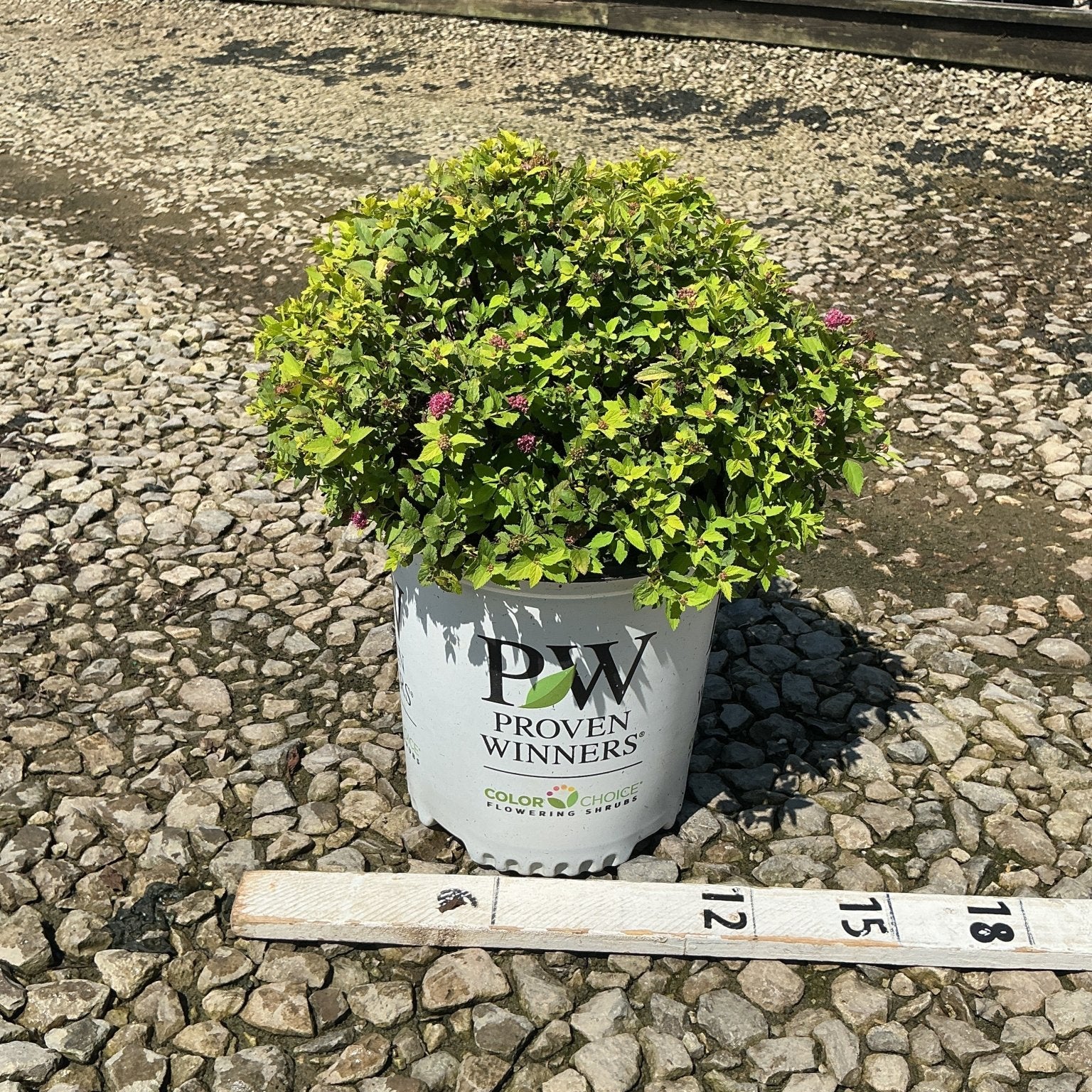 Double Play Gold Spirea shrub in a Proven Winners #2 container showing bright chartreuse foliage and pink blooms.