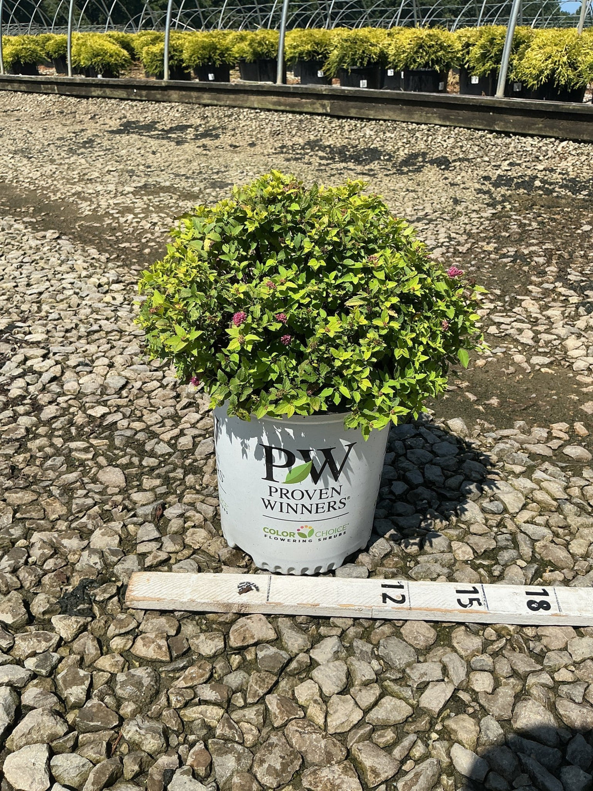 Double Play Gold Spirea shrub in a Proven Winners #2 container showing bright chartreuse foliage and pink blooms.