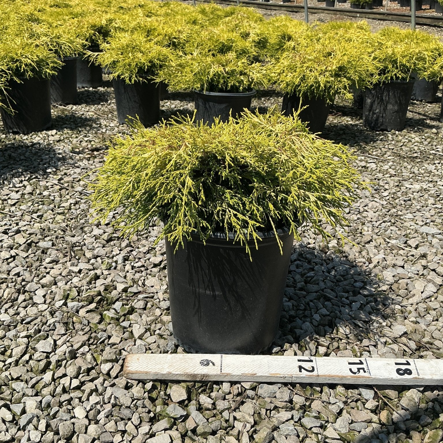 Golden Mop False Cypress in a #2 container displayed on gravel at a nursery, showing its mounding golden-green foliage habit.