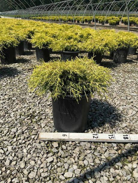 Golden Mop False Cypress in a #2 container displayed on gravel at a nursery, showing its mounding golden-green foliage habit.