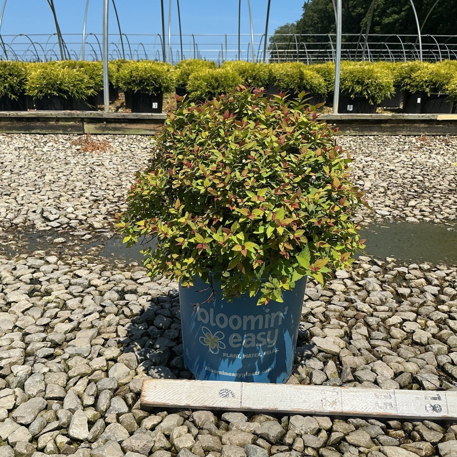 Rainbow Fizz Spirea shrub in a blue Bloomin Easy container, displaying green and reddish-tipped foliage at a nursery.