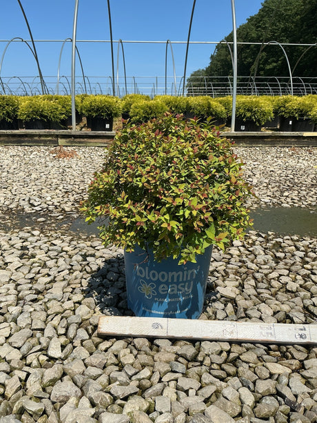 Rainbow Fizz Spirea shrub in a blue Bloomin Easy container, displaying green and reddish-tipped foliage at a nursery.
