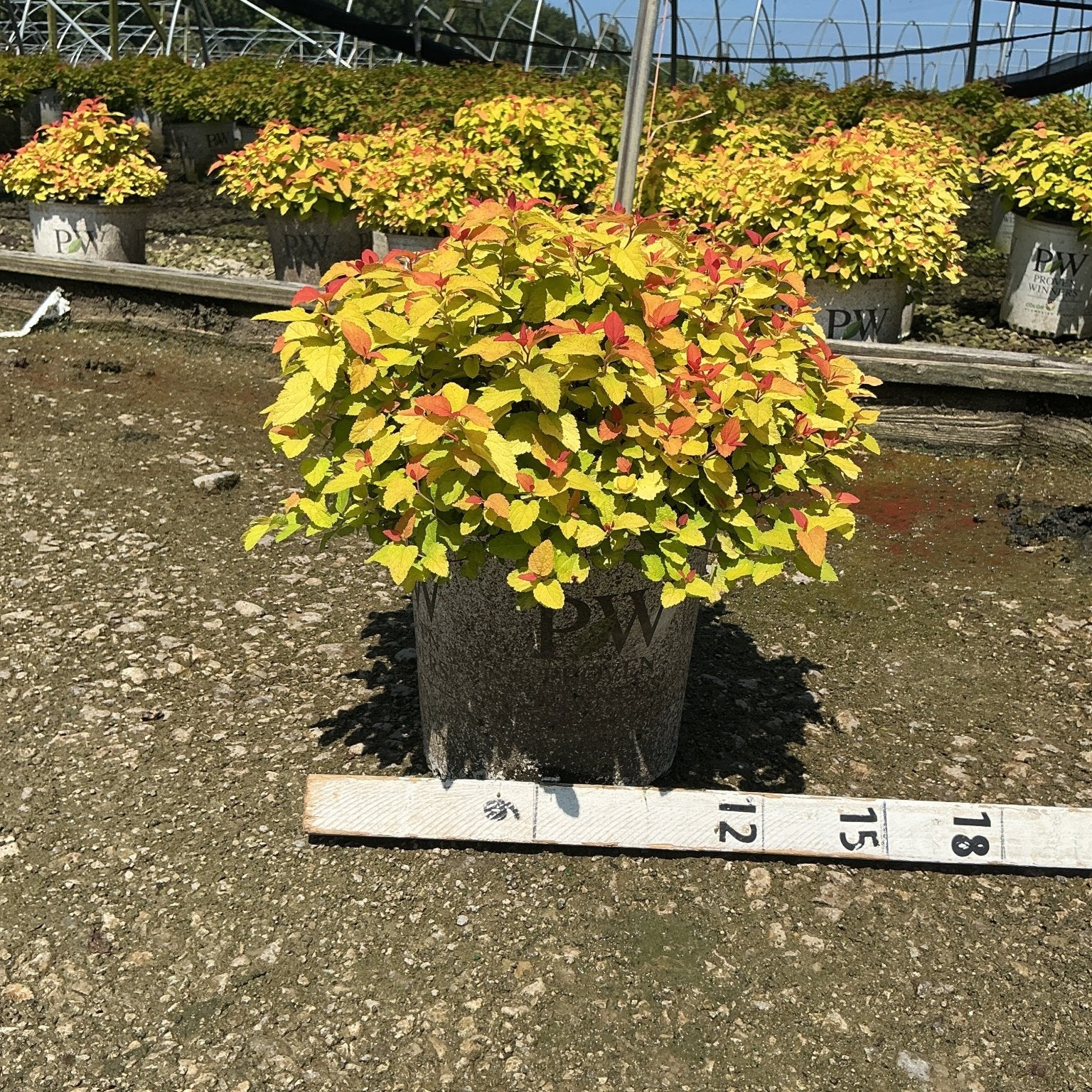 Double Play Candy Corn Spirea shrub in a #2 container, showing vivid yellow-green foliage with red-tipped new growth.