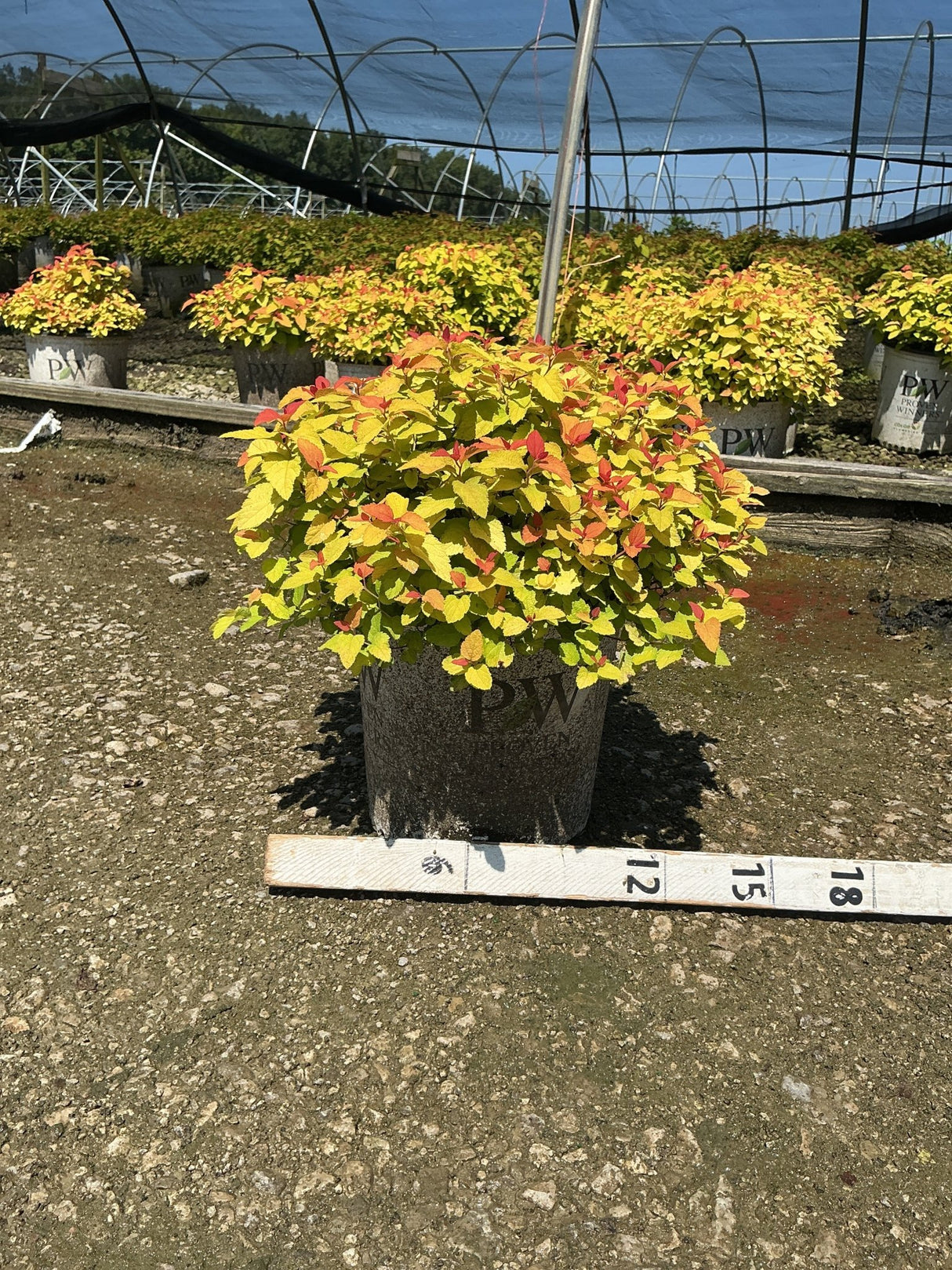 Double Play Candy Corn Spirea shrub in a #2 container, showing vivid yellow-green foliage with red-tipped new growth.