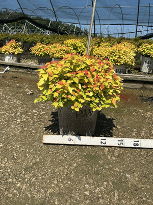 Double Play Candy Corn Spirea shrub in a #2 container, showing vivid yellow-green foliage with red-tipped new growth.