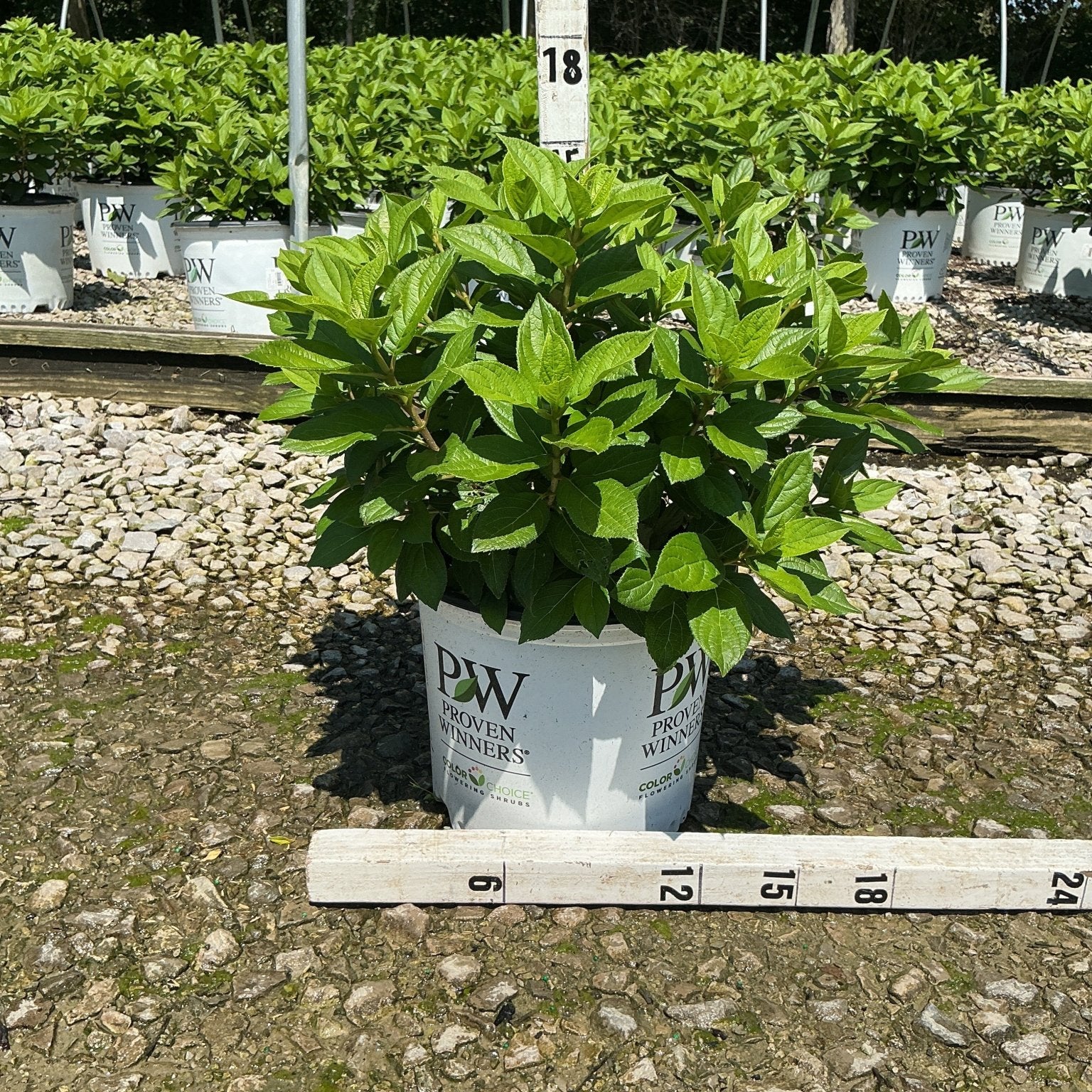 Little Lime Punch Panicle Hydrangea in a #3 Proven Winners container showing lush green foliage at a nursery growing facility.