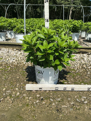 Little Lime Punch Panicle Hydrangea in a #3 Proven Winners container showing lush green foliage at a nursery growing facility.