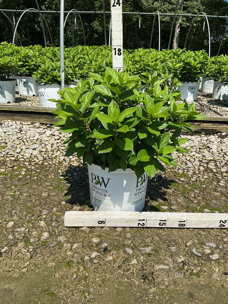Little Lime Punch Panicle Hydrangea in a #3 Proven Winners container showing lush green foliage at a nursery growing facility.