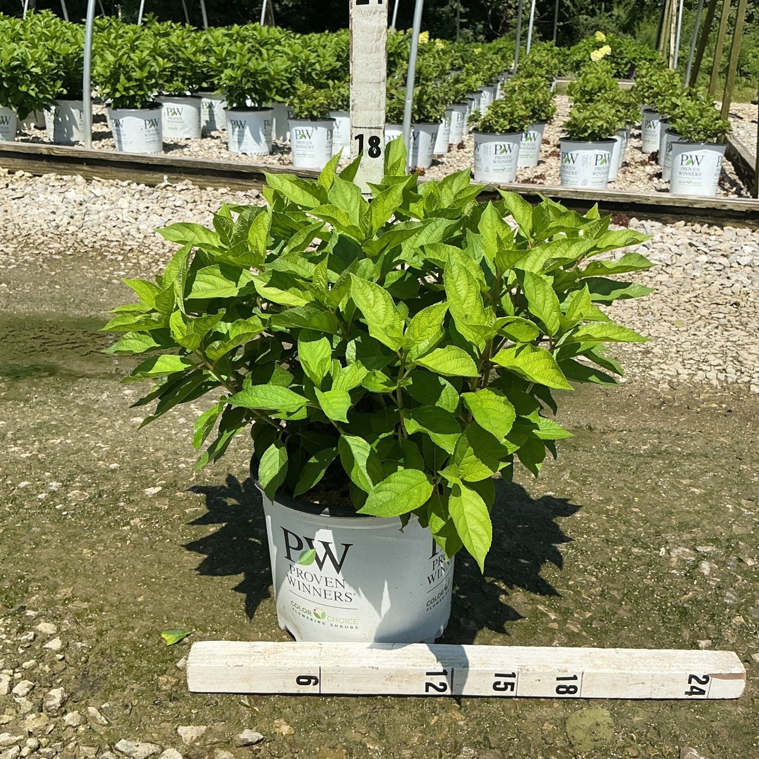 Fire Light Tidbit Panicle Hydrangea in a #3 Proven Winners container, showing lush green foliage measured at approximately 18 inches tall.