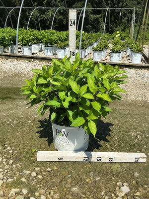 Fire Light Tidbit Panicle Hydrangea in a #3 Proven Winners container, showing lush green foliage measured at approximately 18 inches tall.