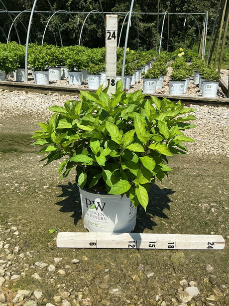 Fire Light Tidbit Panicle Hydrangea in a #3 Proven Winners container, showing lush green foliage measured at approximately 18 inches tall.