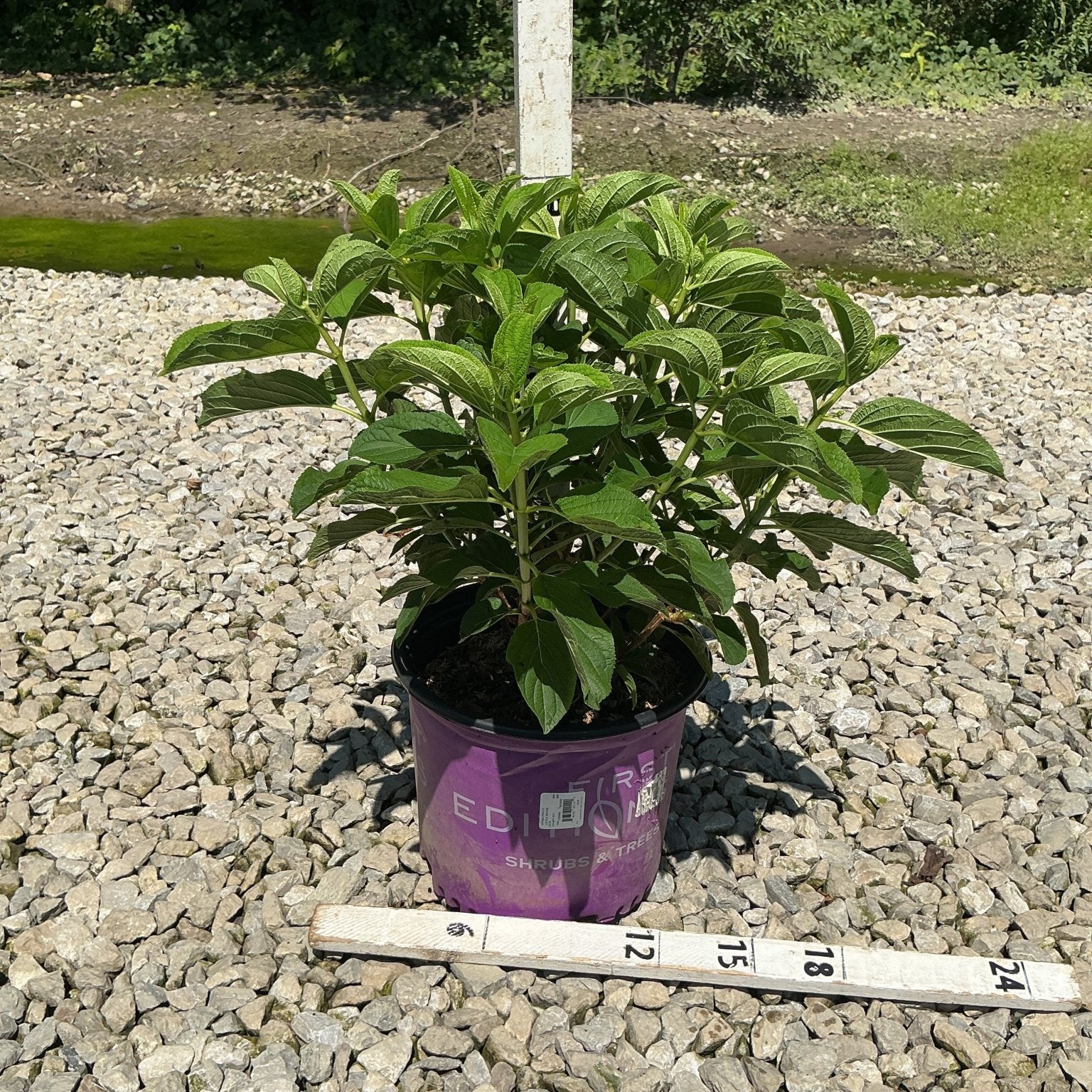 Little Hottie Hydrangea paniculata shrub in a #3 nursery container, shown with a 24-inch measurement stake on gravel.