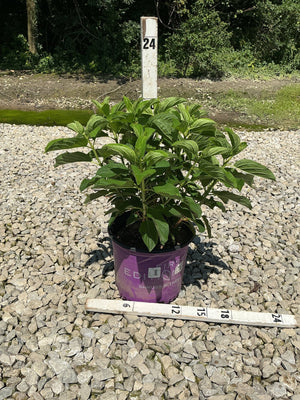 Little Hottie Hydrangea paniculata shrub in a #3 nursery container, shown with a 24-inch measurement stake on gravel.