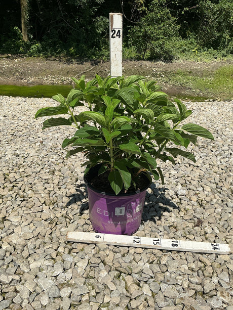 Little Hottie Hydrangea paniculata shrub in a #3 nursery container, shown with a 24-inch measurement stake on gravel.