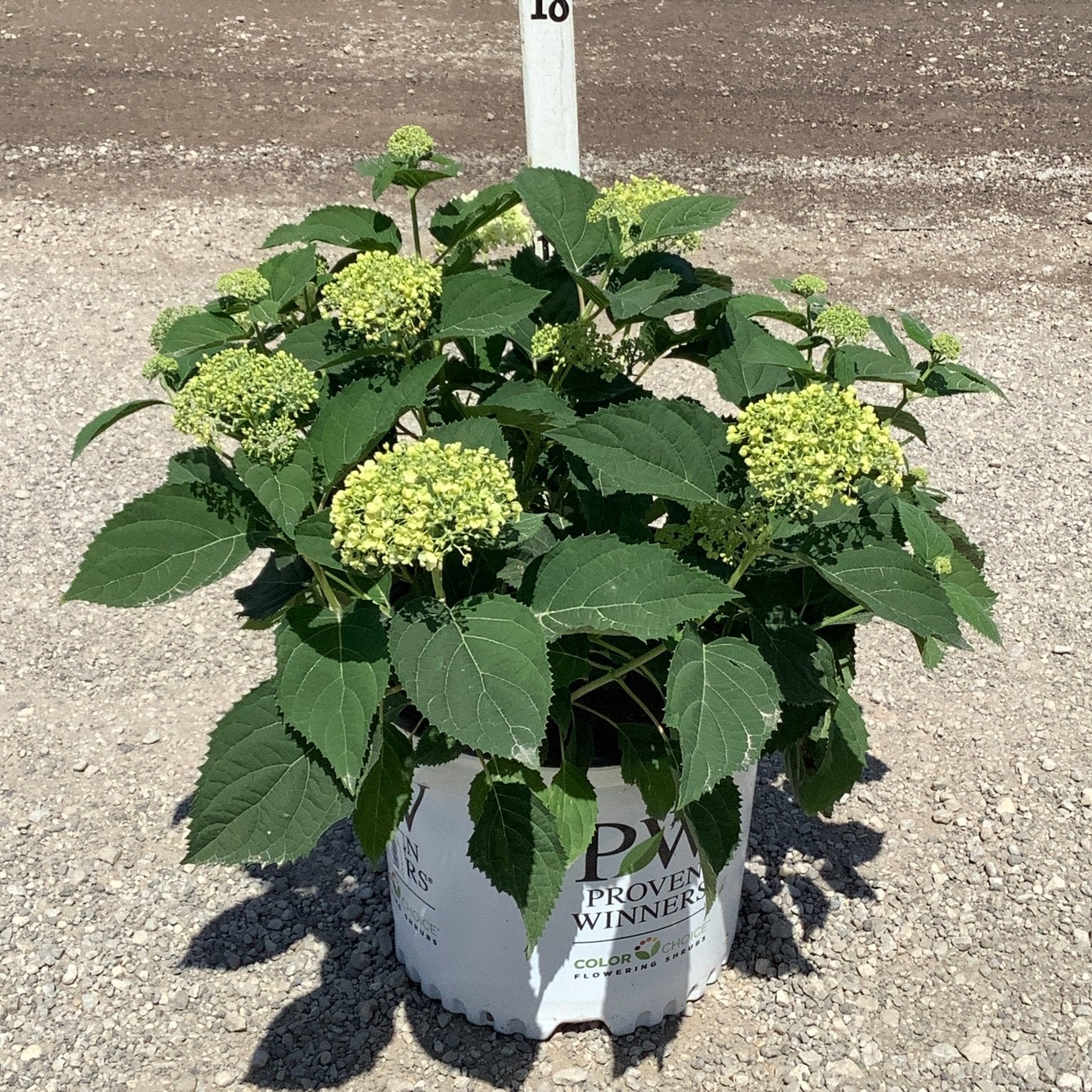 Incrediball Storm Proof Smooth Hydrangea in a #3 Proven Winners container with lime-green flower clusters and lush foliage.