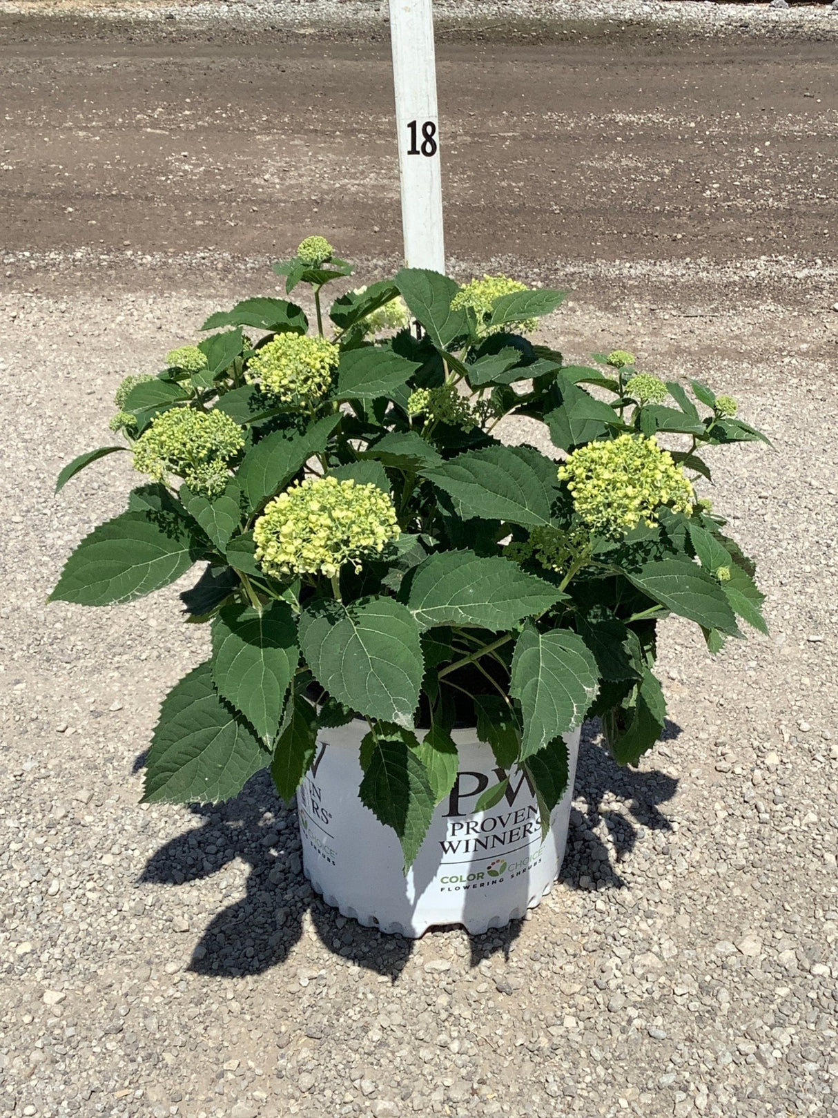 Incrediball Storm Proof Smooth Hydrangea in a #3 Proven Winners container with lime-green flower clusters and lush foliage.