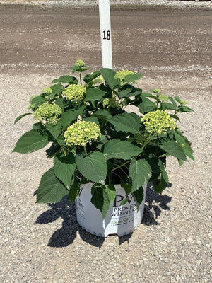 Incrediball Storm Proof Smooth Hydrangea in a #3 Proven Winners container with lime-green flower clusters and lush foliage.