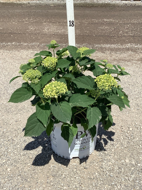 Incrediball Storm Proof Smooth Hydrangea in a #3 Proven Winners container with lime-green flower clusters and lush foliage.