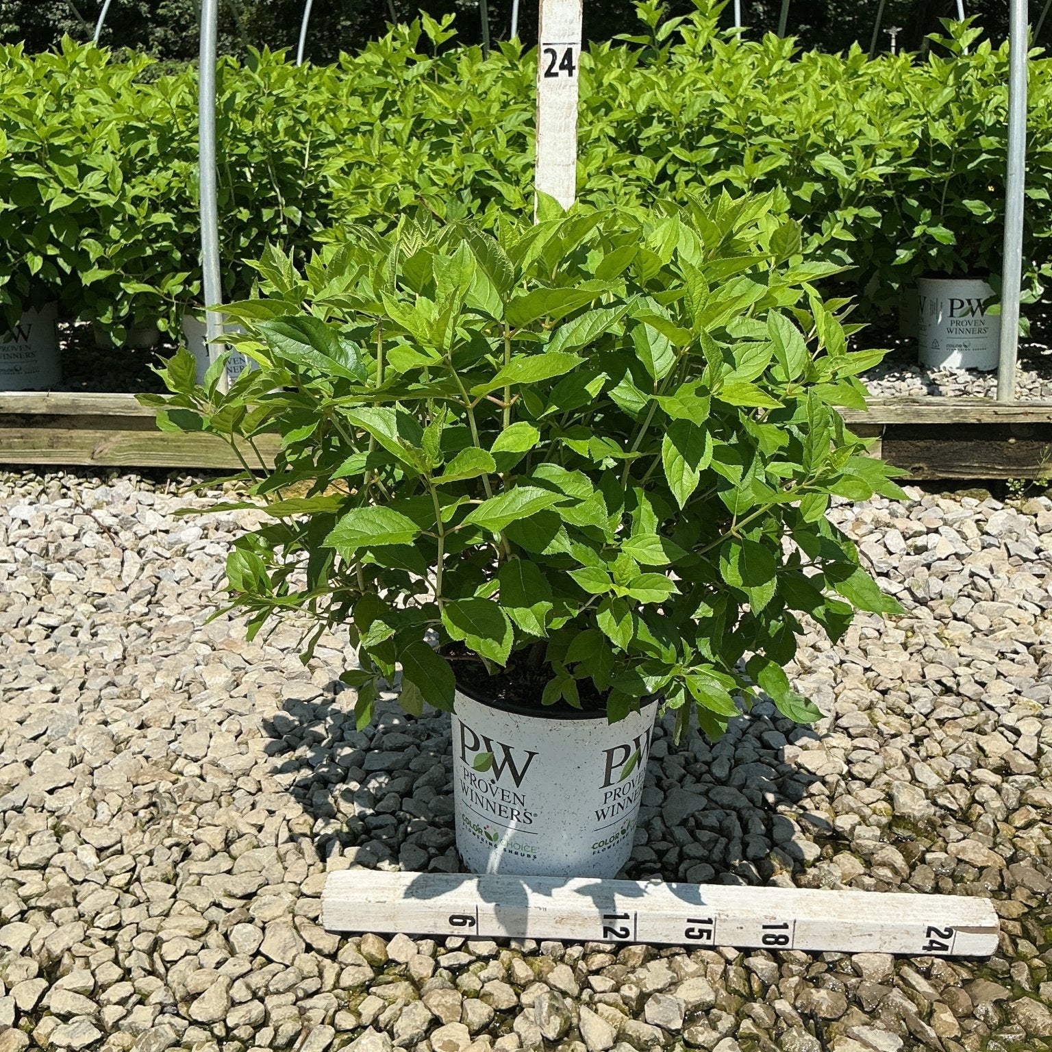 Little Lime Panicle Hydrangea shrub in a #2 Proven Winners container on gravel with a measurement stake showing 24 inches.