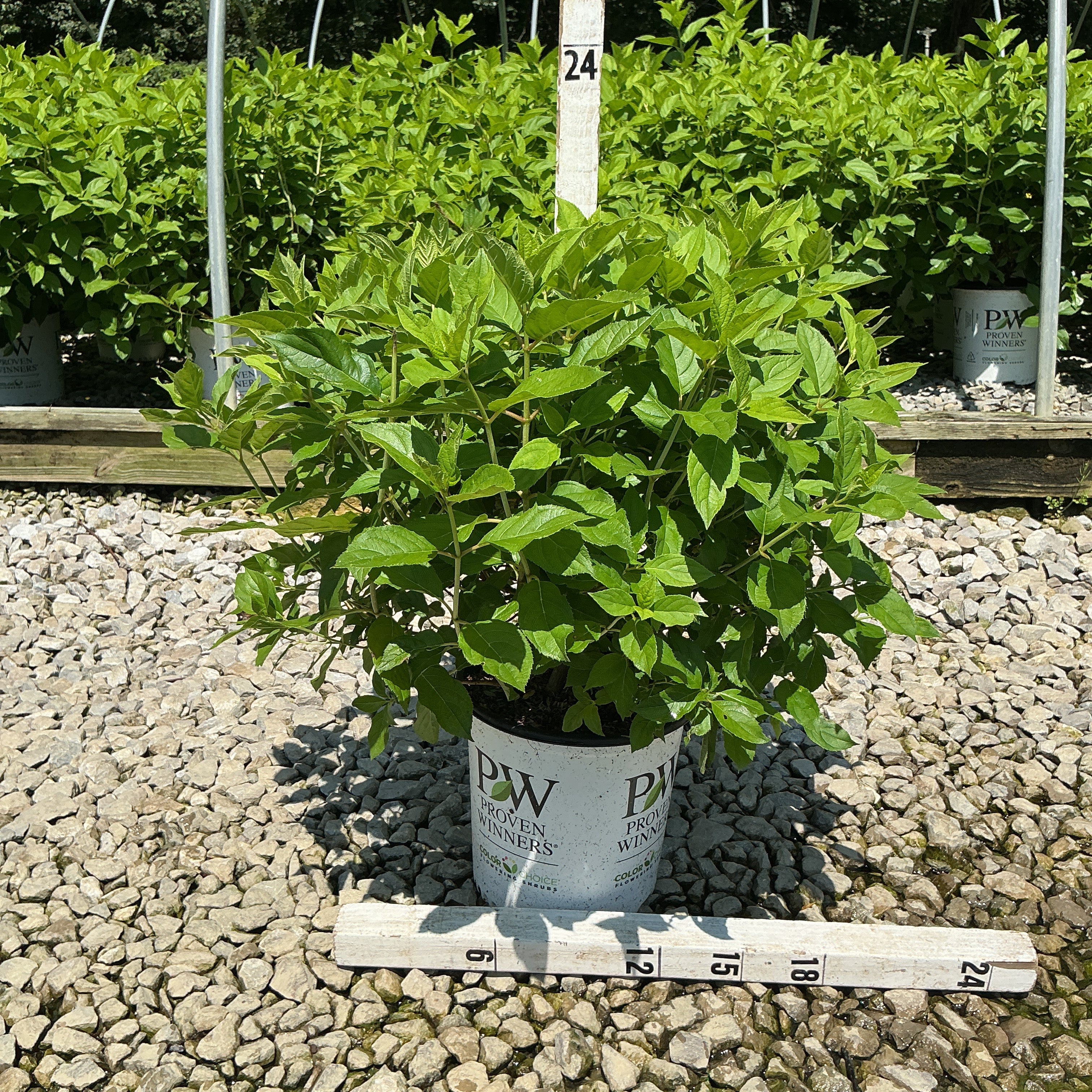 Little Lime Panicle Hydrangea shrub in a #2 Proven Winners container on gravel with a measurement stake showing 24 inches.