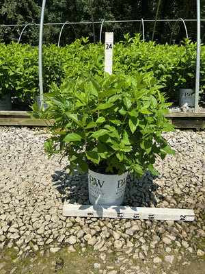 Little Lime Panicle Hydrangea shrub in a #2 Proven Winners container on gravel with a measurement stake showing 24 inches.