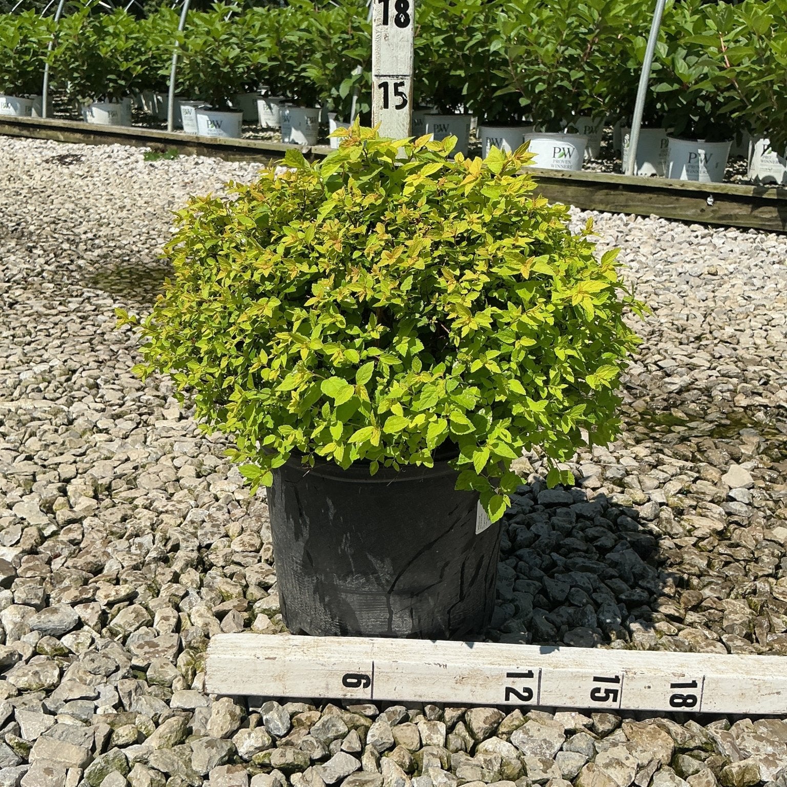 Goldmound Spirea shrub in a #3 container with bright chartreuse foliage, measured at approximately 15 inches tall.
