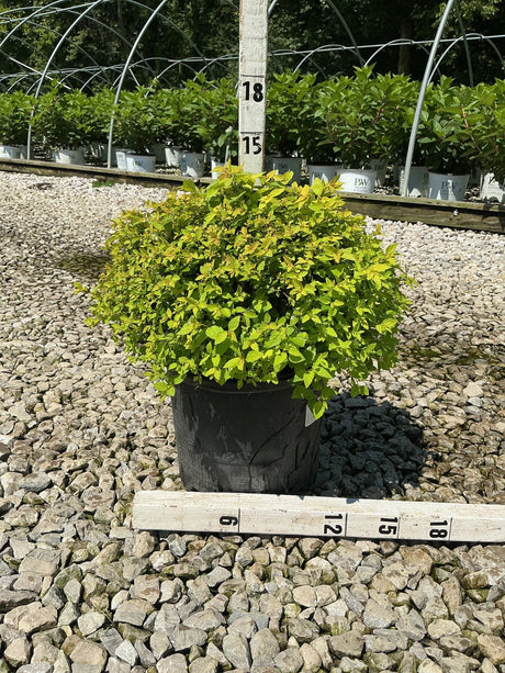 Goldmound Spirea shrub in a #3 container with bright chartreuse foliage, measured at approximately 15 inches tall.
