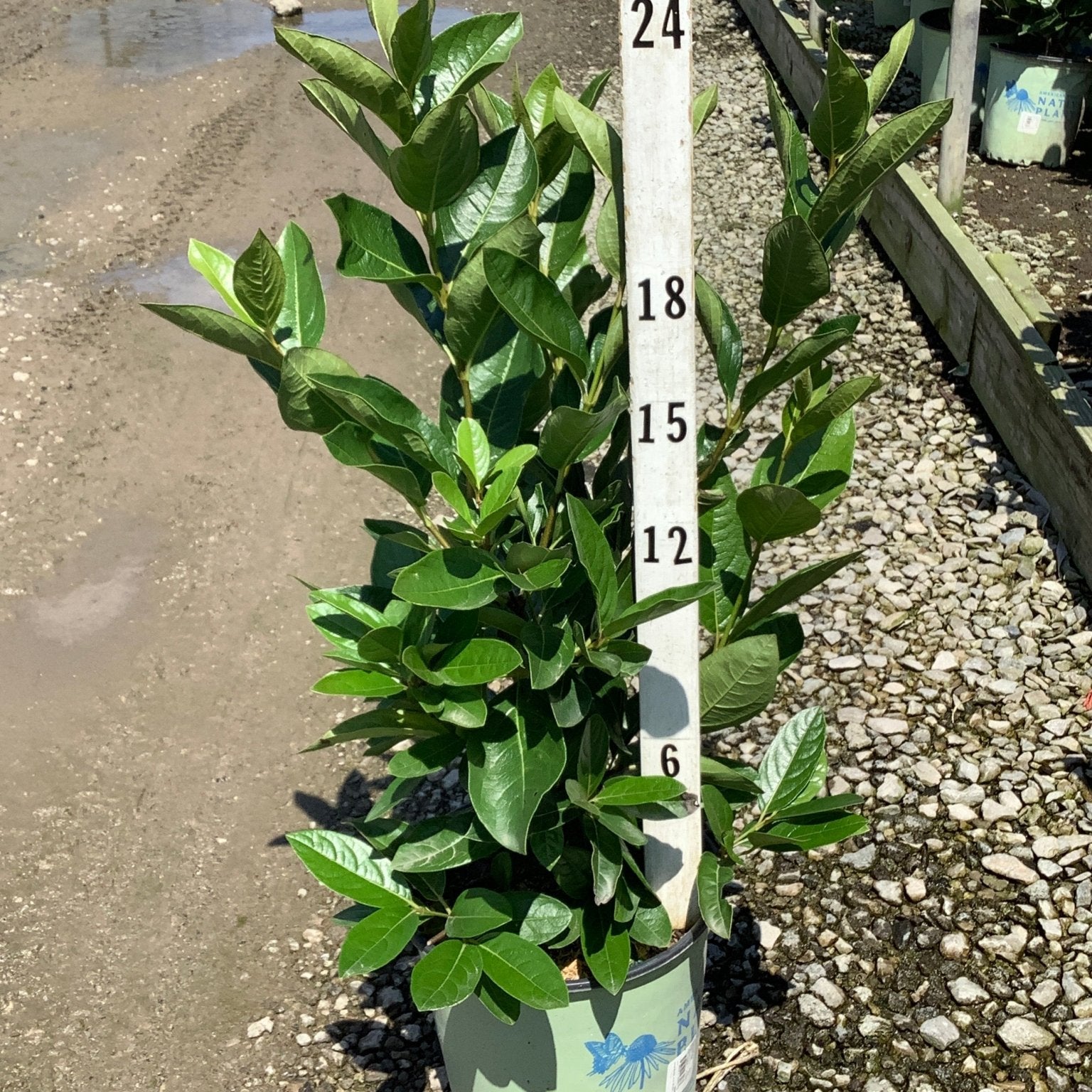 Winterthur Viburnum shrub in a #2 container shown against a measurement stake at approximately 24 inches tall.