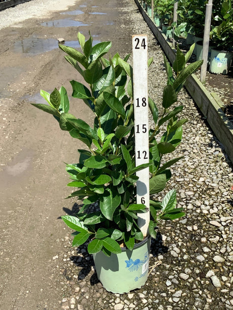 Winterthur Viburnum shrub in a #2 container shown against a measurement stake at approximately 24 inches tall.