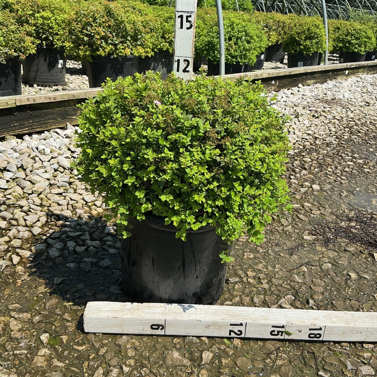 Little Princess Spirea shrub in a #3 container at a nursery, showing dense bright green foliage measured at approximately 15 inches tall.