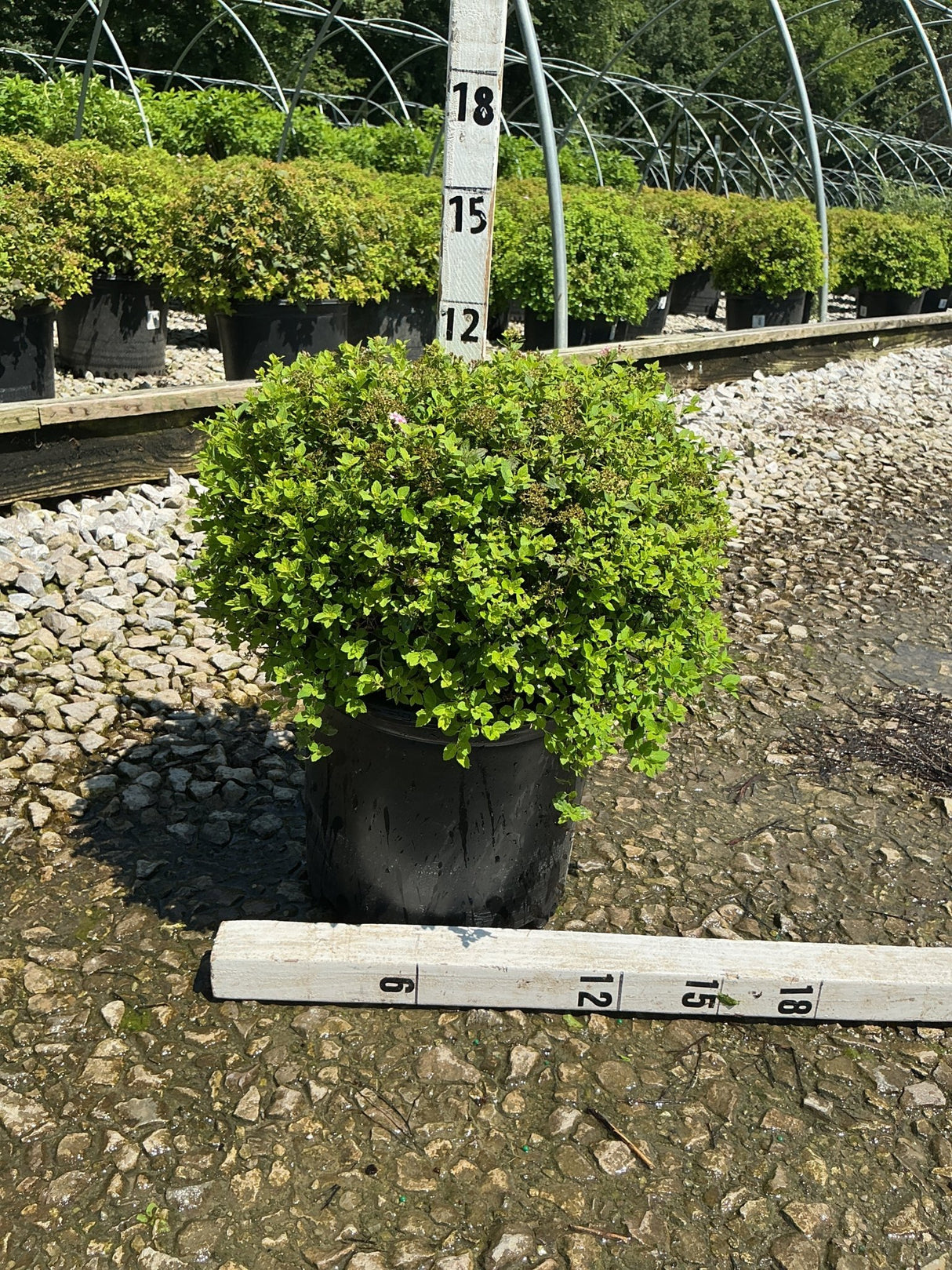Little Princess Spirea shrub in a #3 container at a nursery, showing dense bright green foliage measured at approximately 15 inches tall.