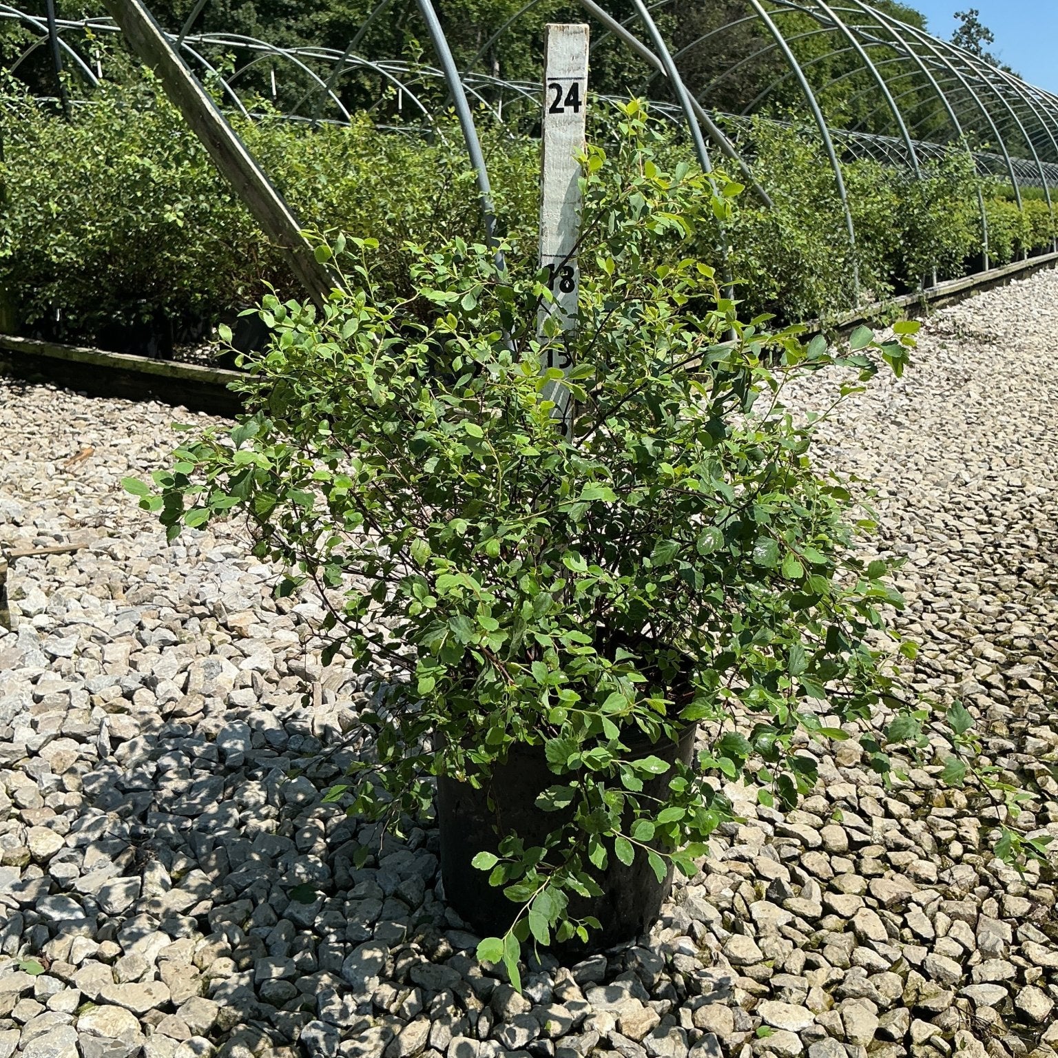 Renaissance Spirea shrub in a #3 container set on a gravel nursery bed with hoop house structures in the background.