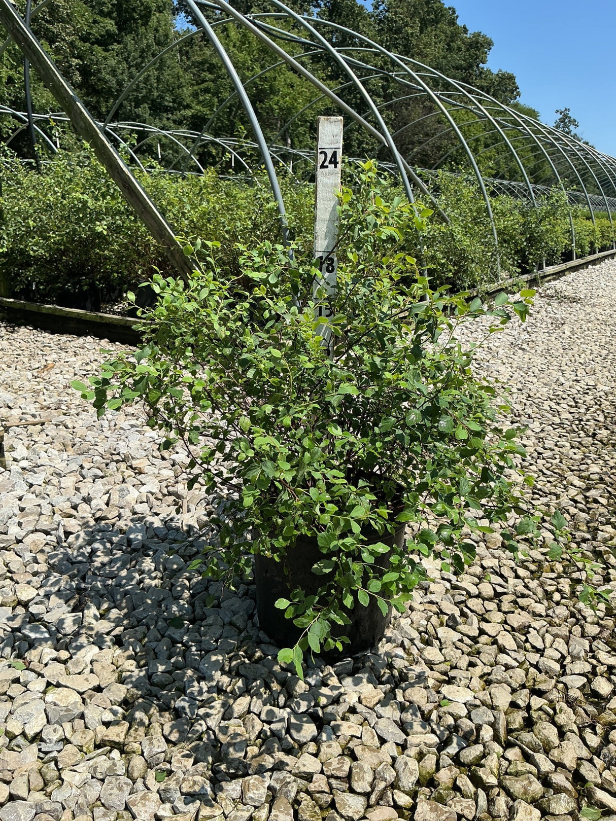 Renaissance Spirea shrub in a #3 container set on a gravel nursery bed with hoop house structures in the background.