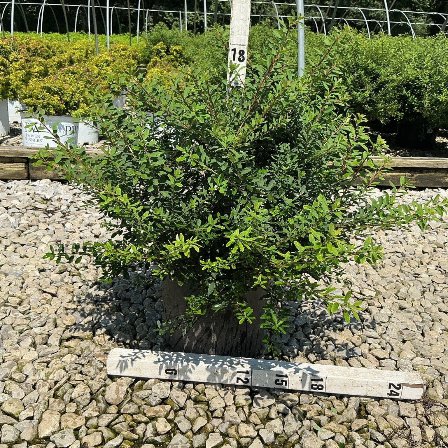Snowmound Spirea shrub in a #3 container shown with measurement stakes at a nursery, reaching approximately 18 inches tall.