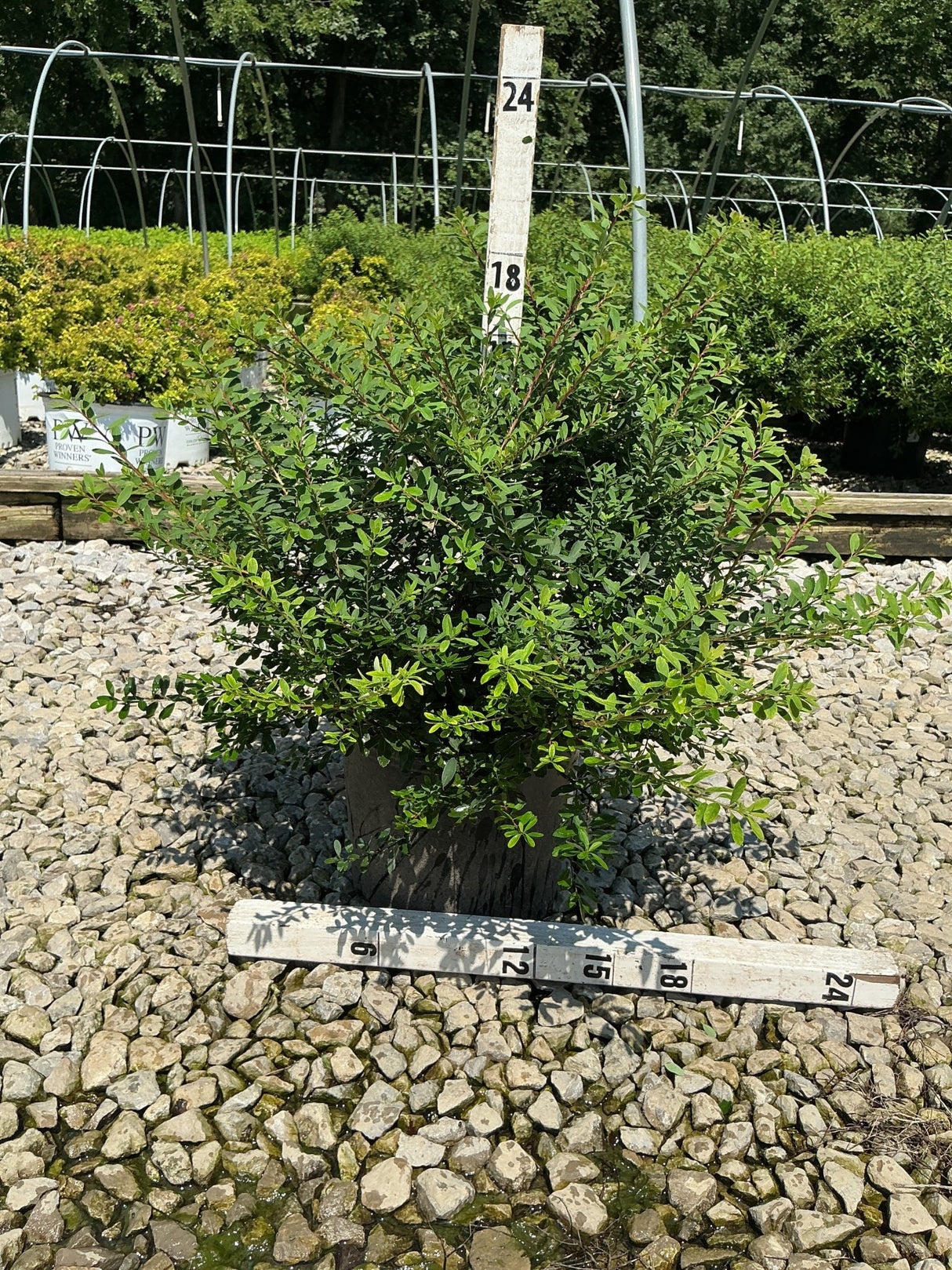 Snowmound Spirea shrub in a #3 container shown with measurement stakes at a nursery, reaching approximately 18 inches tall.