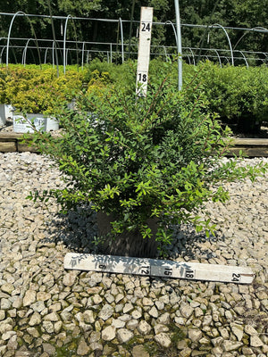 Snowmound Spirea shrub in a #3 container shown with measurement stakes at a nursery, reaching approximately 18 inches tall.