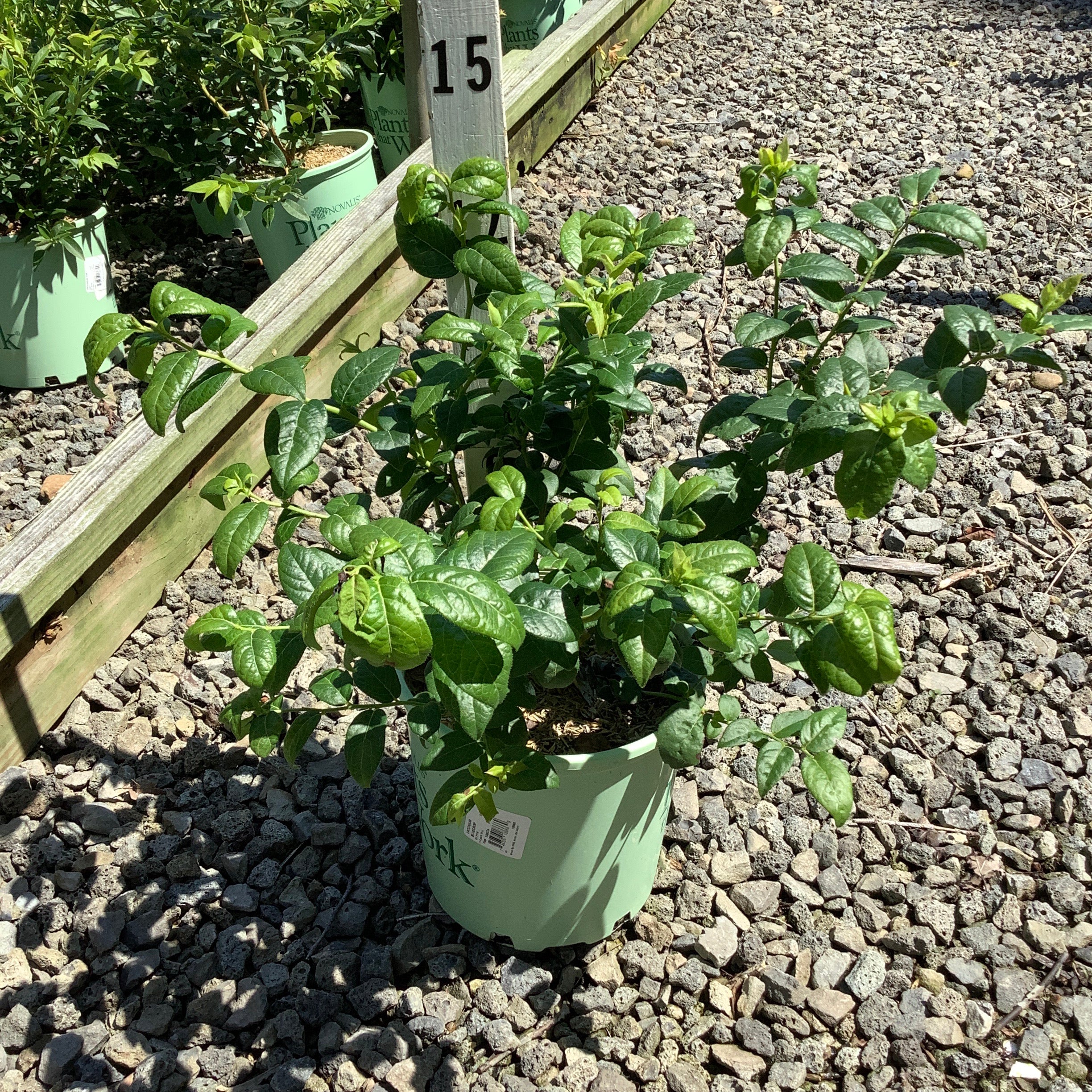 Bluecrop Blueberry Bush in a #1 green nursery container, showing dense dark green foliage at a garden center.