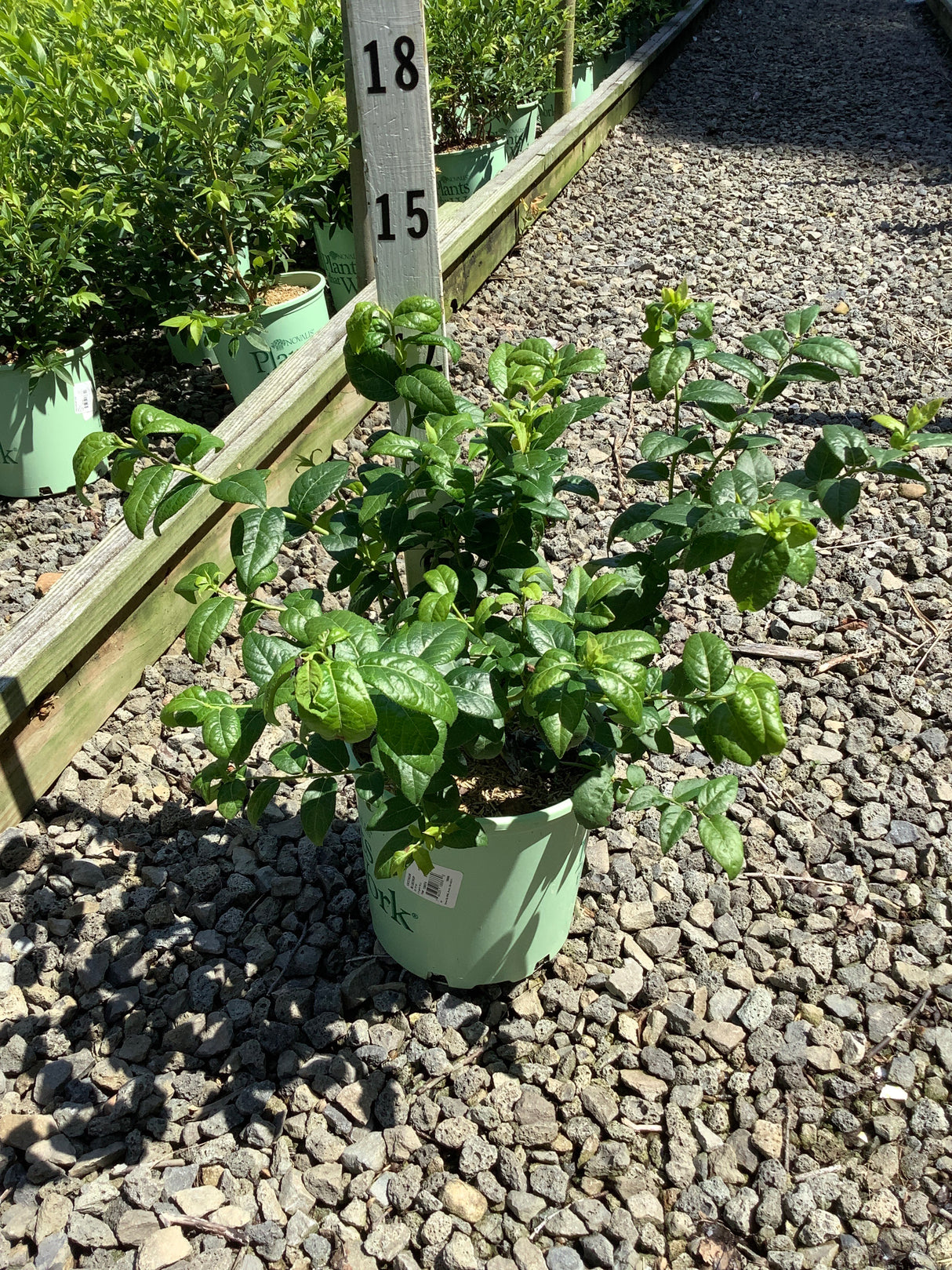 Bluecrop Blueberry Bush in a #1 green nursery container, showing dense dark green foliage at a garden center.