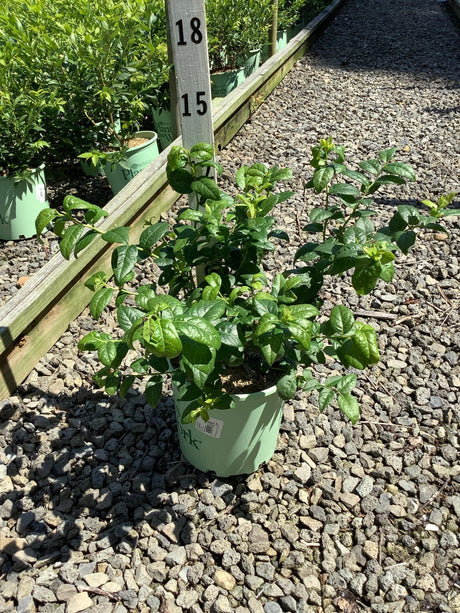 Bluecrop Blueberry Bush in a #1 green nursery container, showing dense dark green foliage at a garden center.