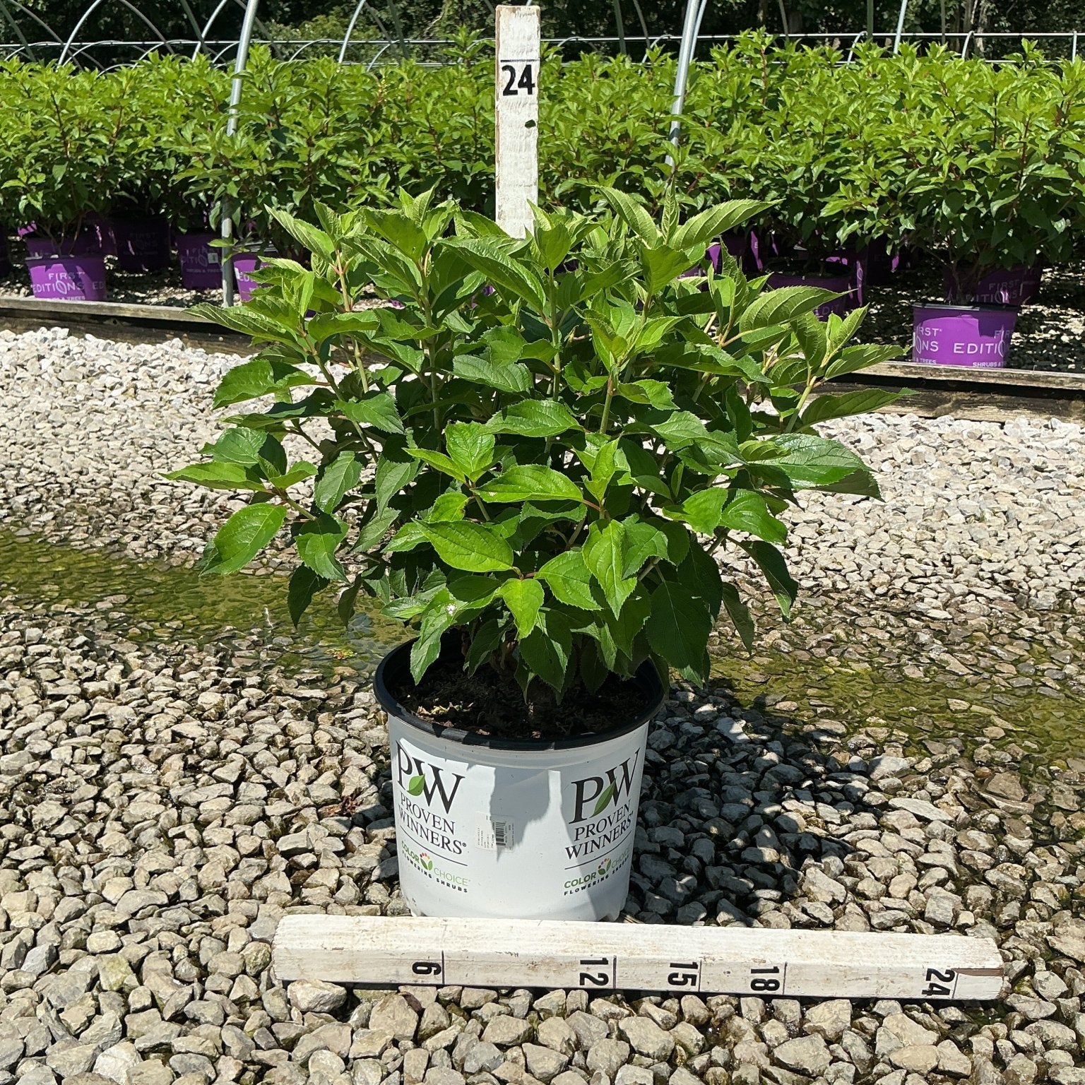 Puffer Fish Panicle Hydrangea in a #3 Proven Winners container on gravel, measured at approximately 24 inches tall.