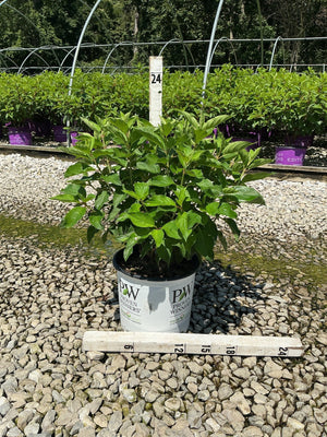 Puffer Fish Panicle Hydrangea in a #3 Proven Winners container on gravel, measured at approximately 24 inches tall.