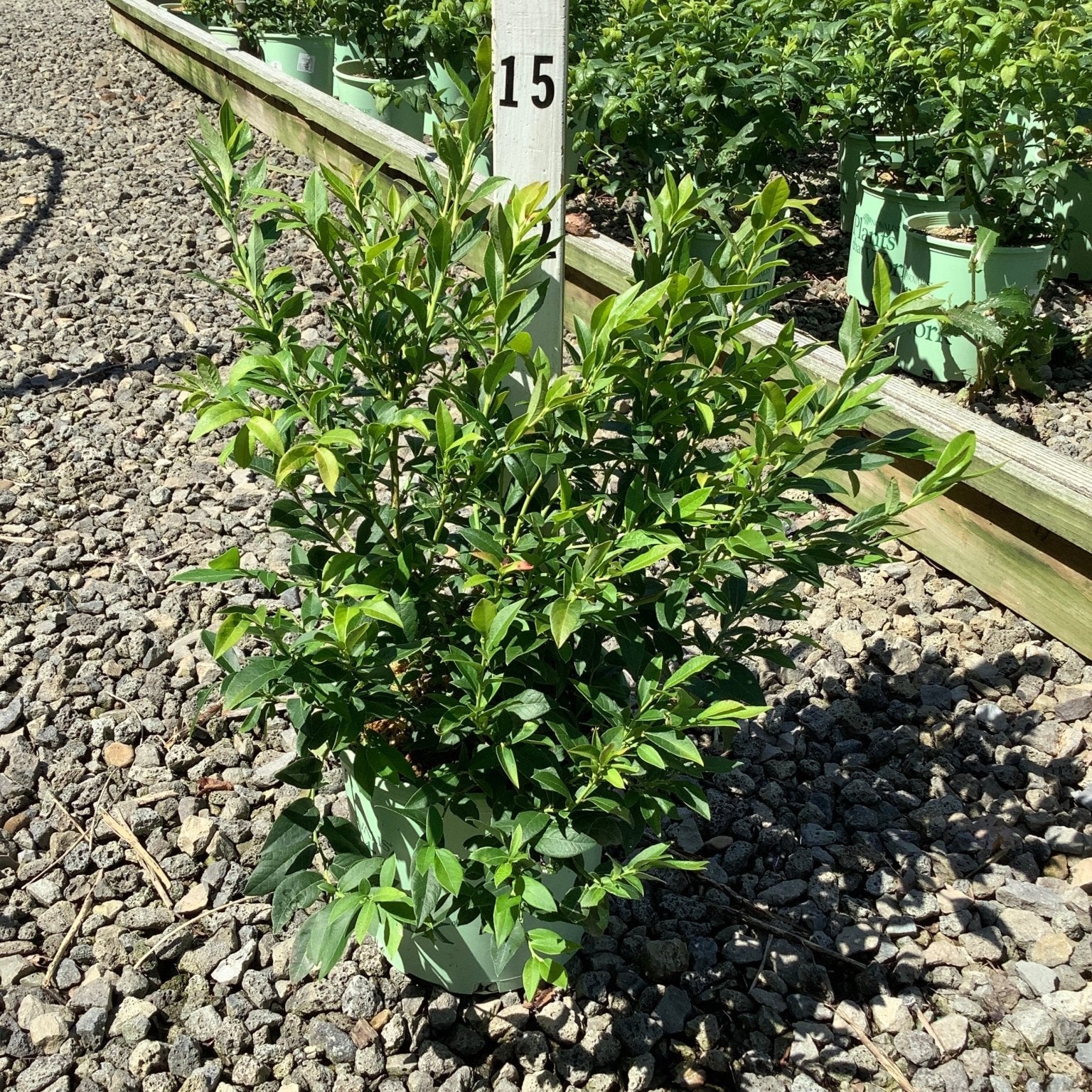 Top Hat Blueberry Bush in a #1 container at a nursery, showing dense green foliage and compact upright habit.
