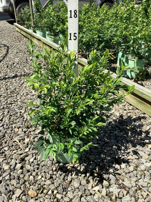Top Hat Blueberry Bush in a #1 container at a nursery, showing dense green foliage and compact upright habit.