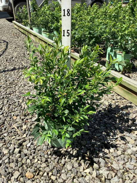 Top Hat Blueberry Bush in a #1 container at a nursery, showing dense green foliage and compact upright habit.