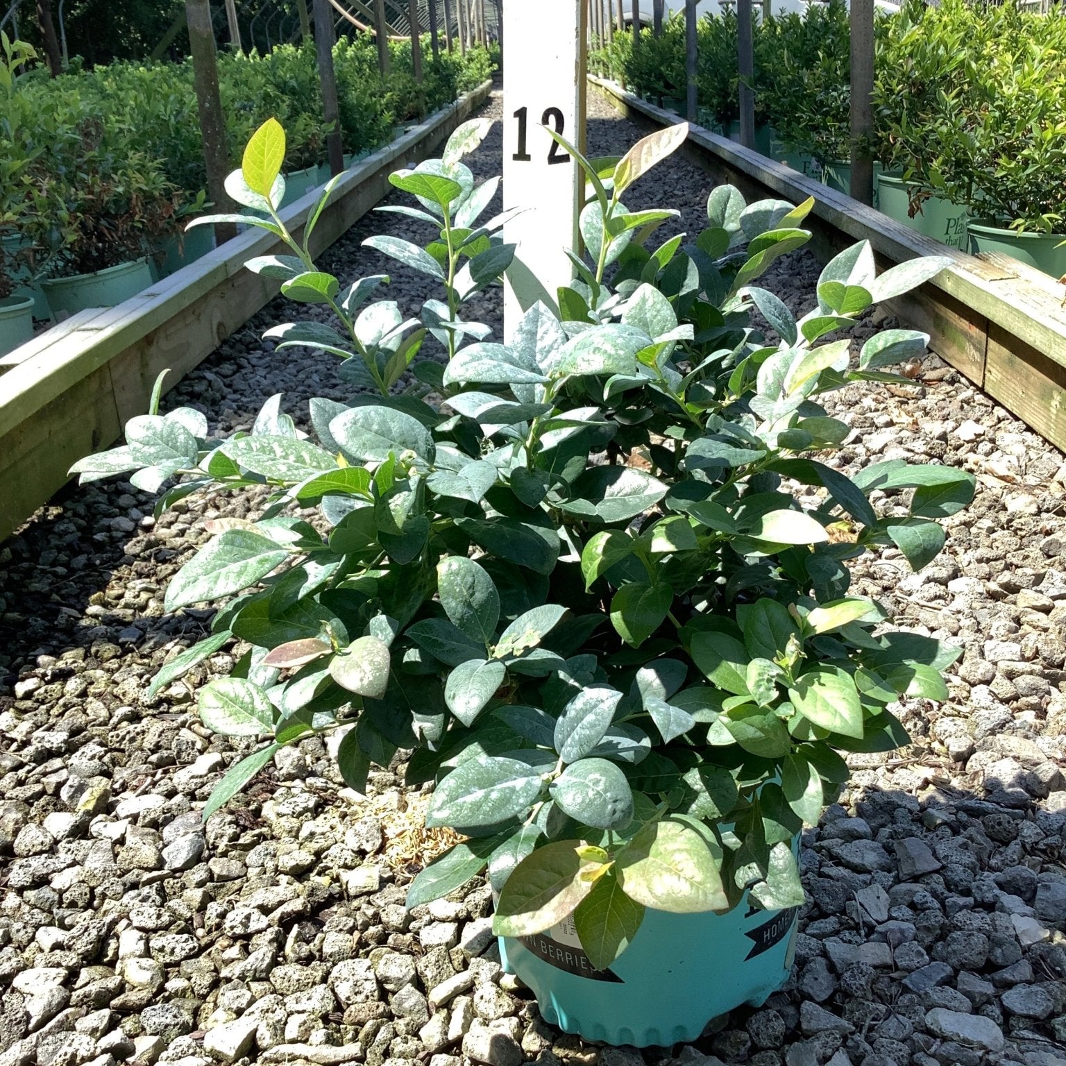 Pink Icing Blueberry Bush in a teal nursery container displayed on gravel at a garden center, showing dense green foliage.