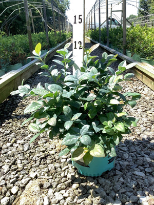 Pink Icing Blueberry Bush in a teal nursery container displayed on gravel at a garden center, showing dense green foliage.